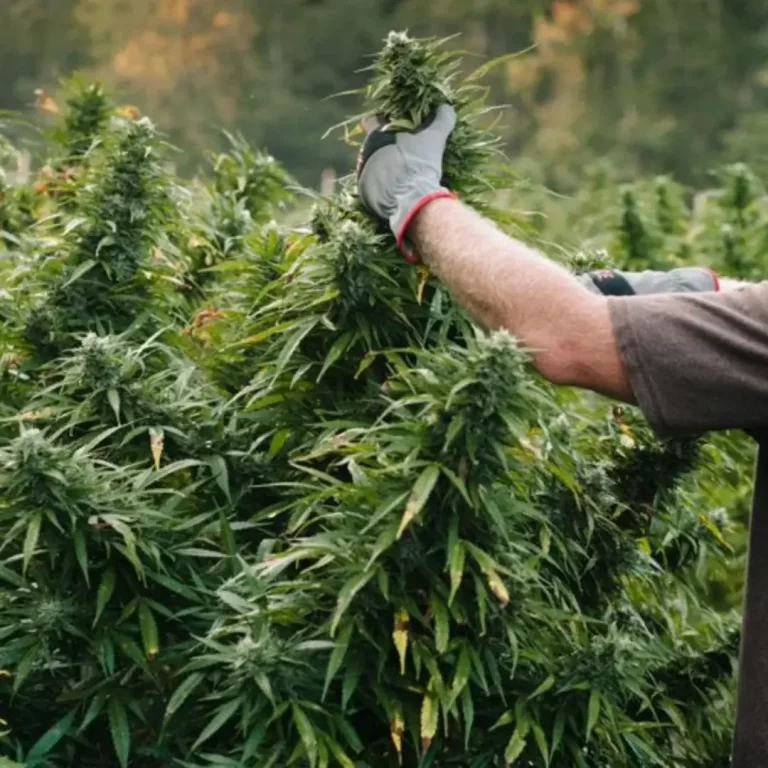 cannabis agriculture