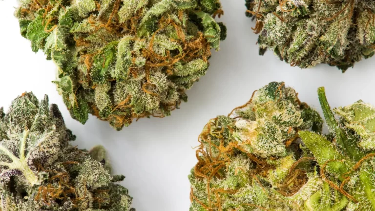 multiple cannabis flower buds