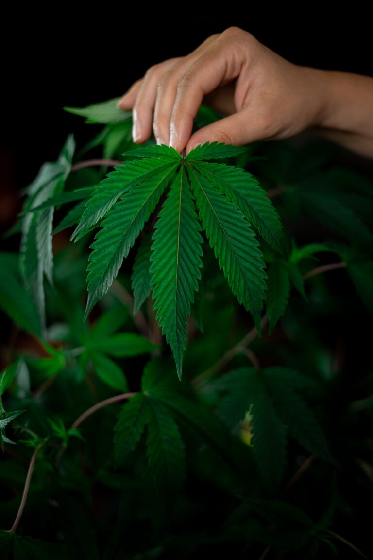 Cannabis harvest