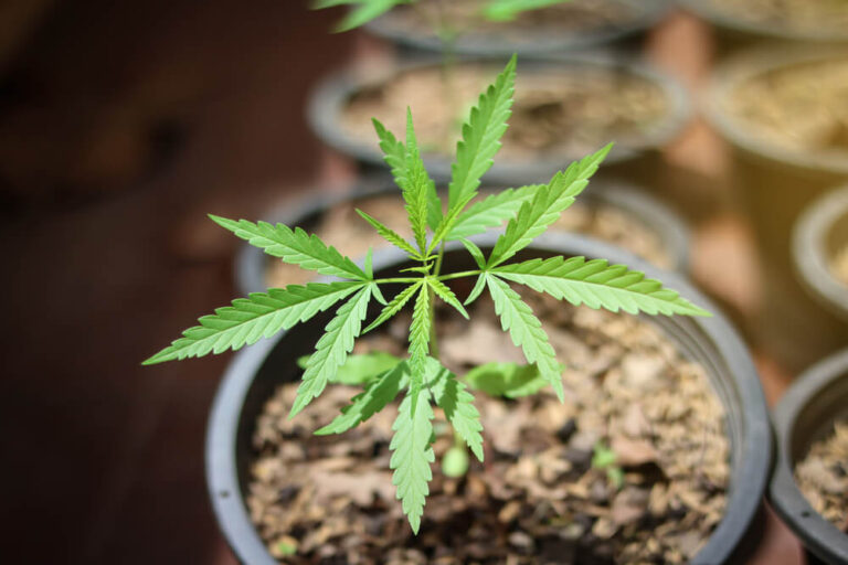 Cannabis Concert in Cass County providing marijuana education