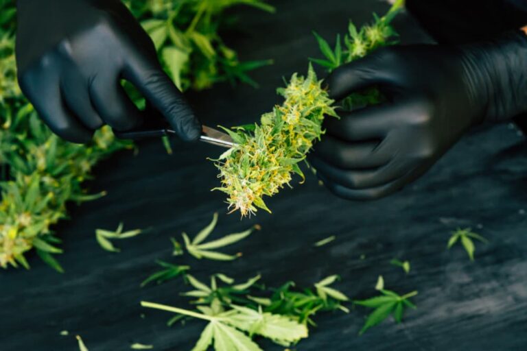 What is Trim? The Cannabis Dictionary by Cannabutter Digest