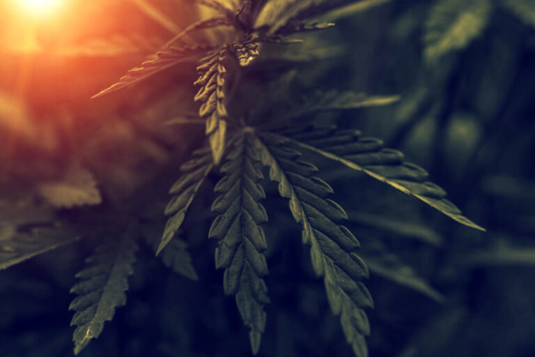 Lawmakers Push for Marijuana Legalization