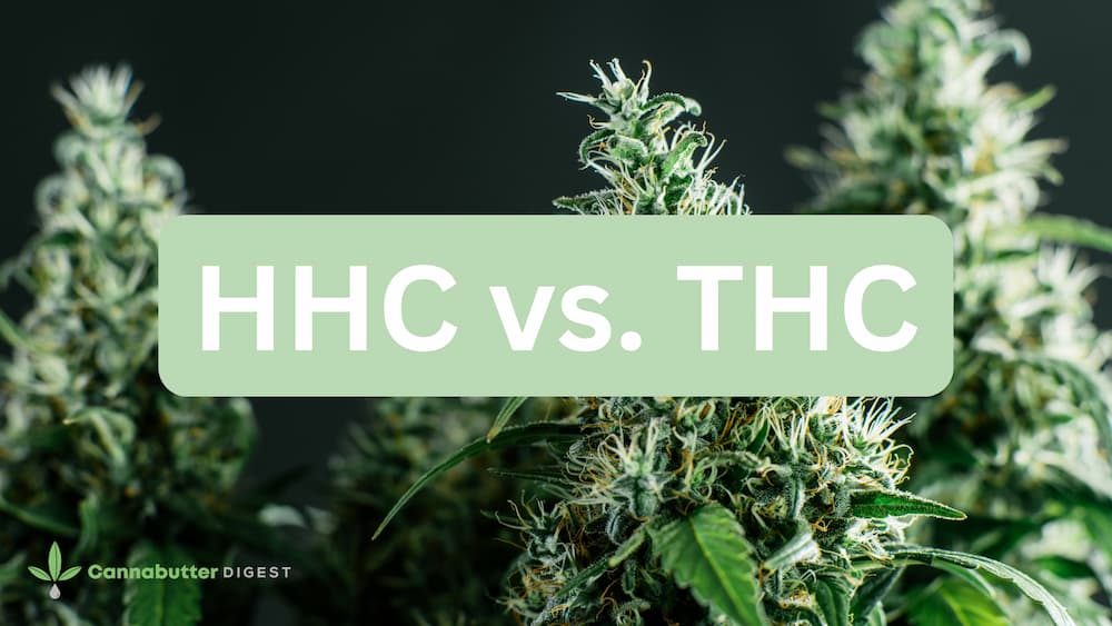 HHC vs. THC What’s the Difference? Cannabutter Digest