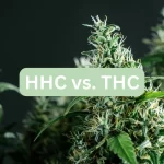 marijuana plants with hhc and thc