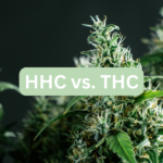 thc vs hhc