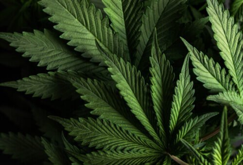 Cannabis Market Thrives in Vermont, Exceeding 0 Million in Retail Sales