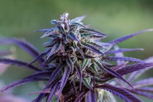 purple cannabis strain