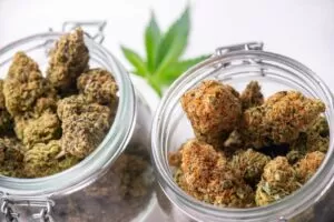 different cannabis strains